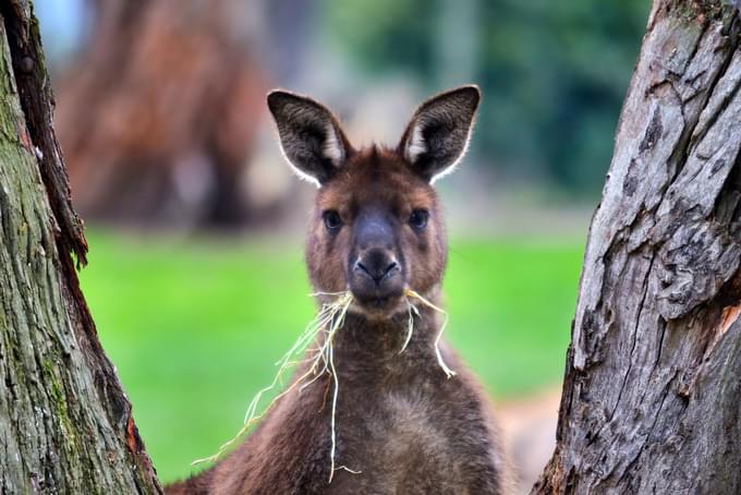 Ballarat Wildlife Park