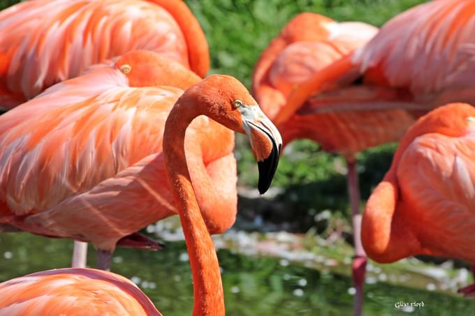 Flamingos at Toronto Zoo