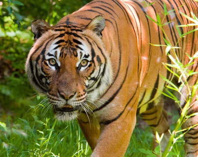 TIger at Dallas Zoo