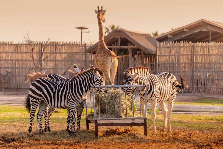 Animals in Dubai safari park