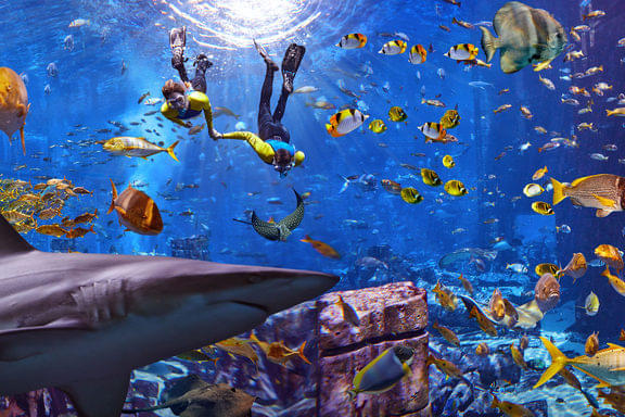 Aquarium Experiences