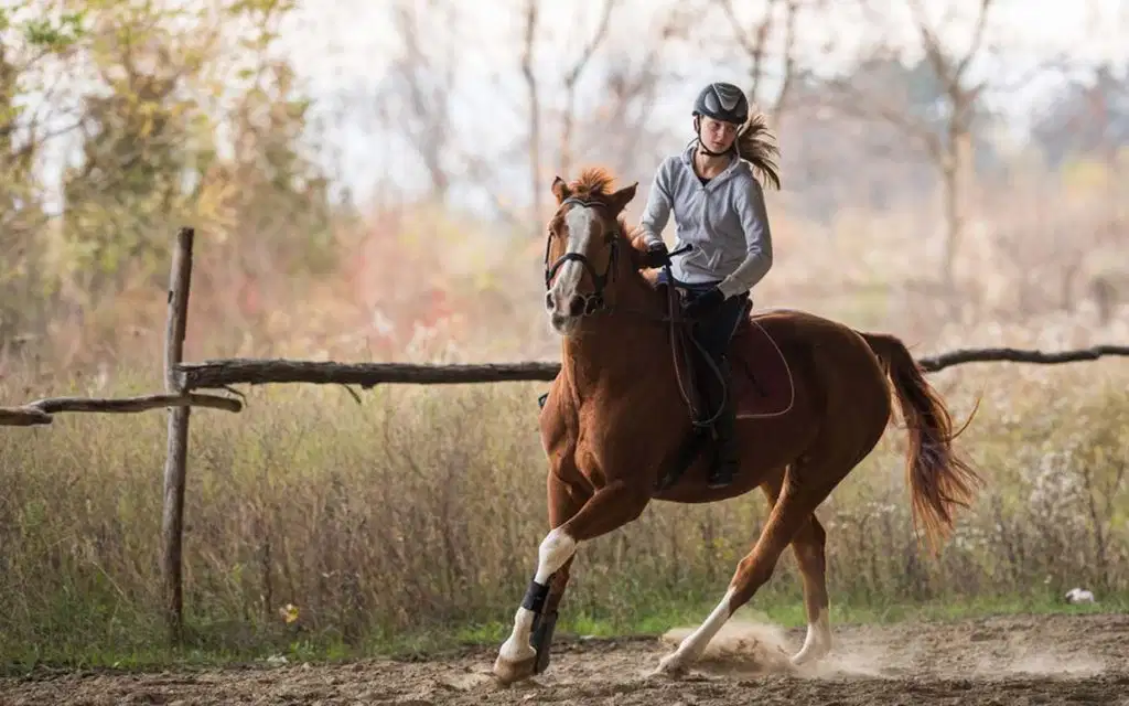 Mushrif Park Horse Riding Dubai
