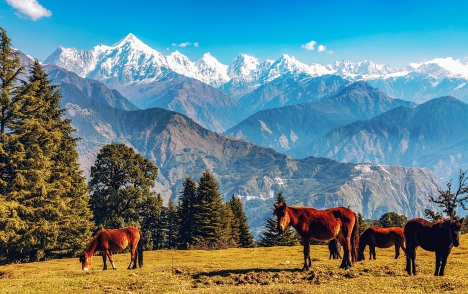 Munsiyari and Pithoragarh Tour Package Image