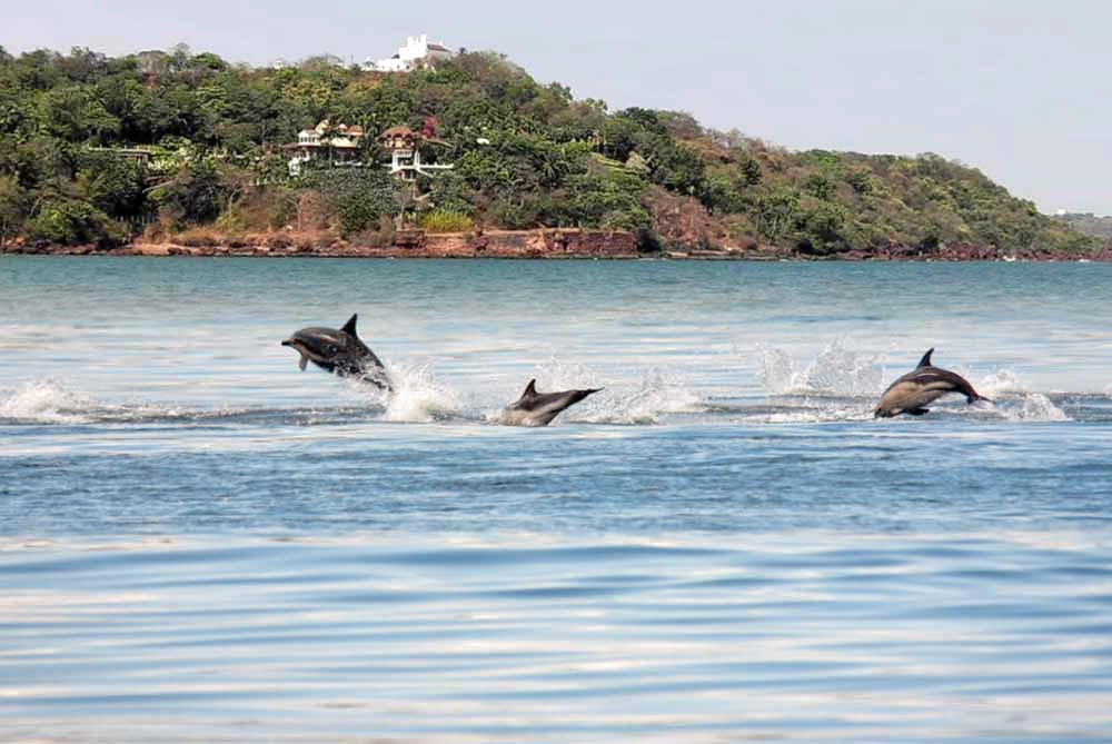 Palolem Beach Dolphin Trip South Goa