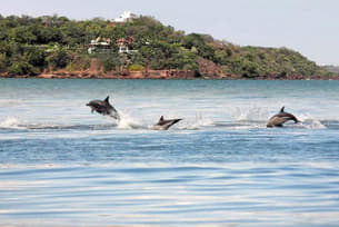 Rn4omia8m5shog6o4jsuwgm5vel2 1585563511 dolphin trip in goa