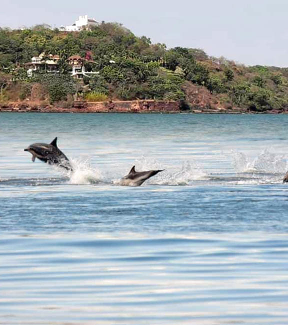 Incredible moment dolphin swims straight at surfer and almost hits him