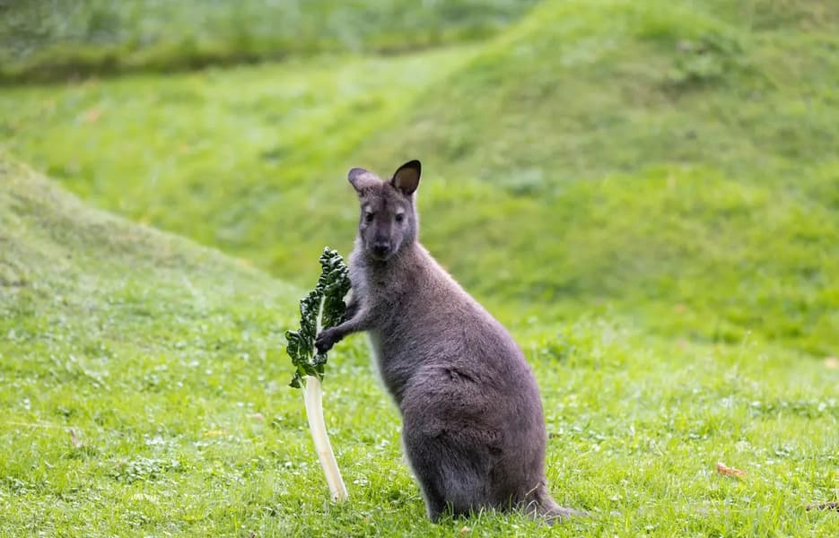 Willowbank Wildlife Reserve Tickets, Christchurch Image