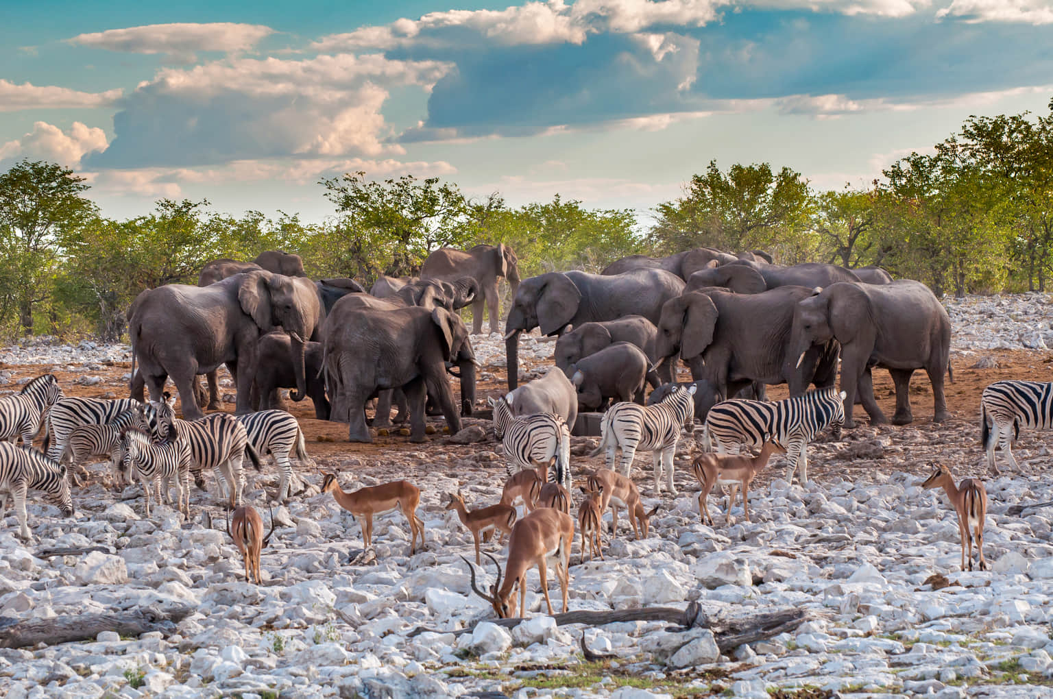 Etosha National Park, <em>Namibia</em>