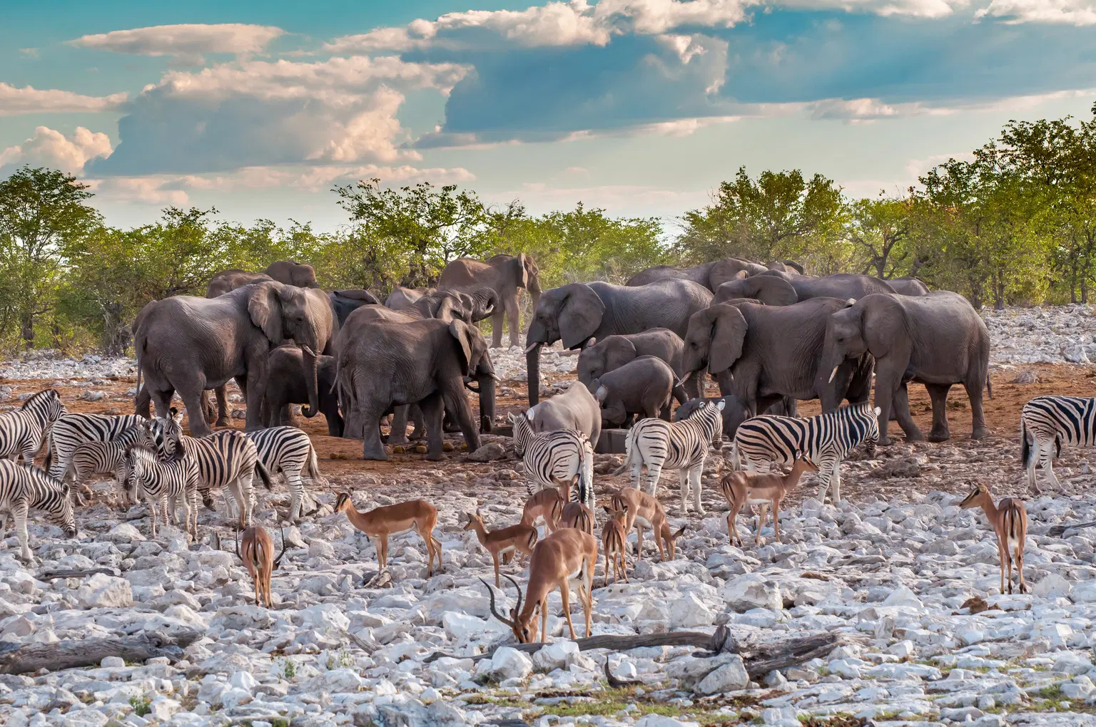 Etosha National Park, <em>Namibia</em>