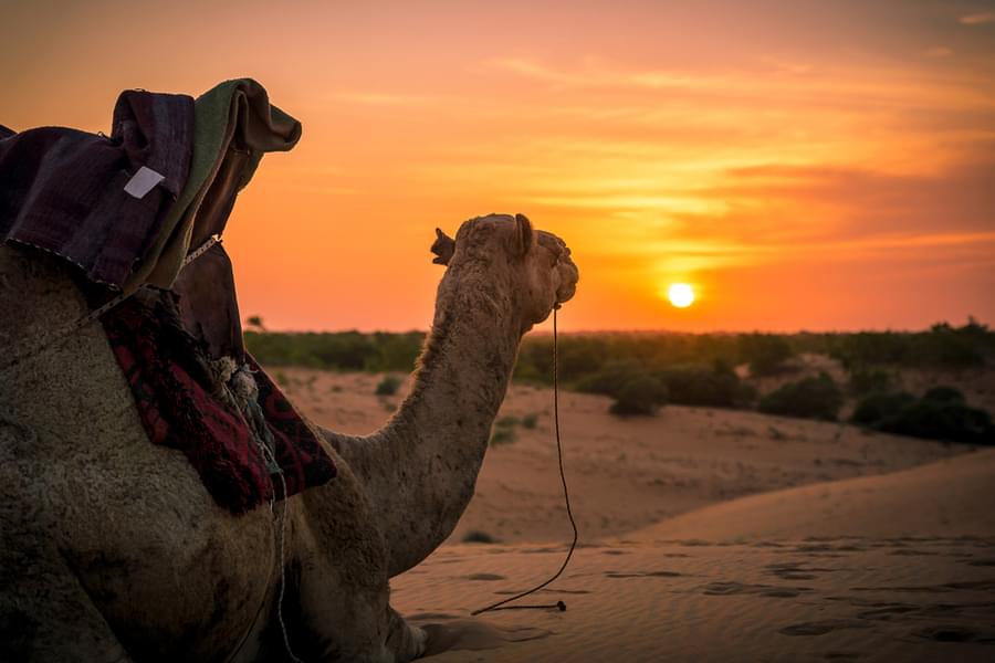 Sundowner Experience in Jaisalmer Image