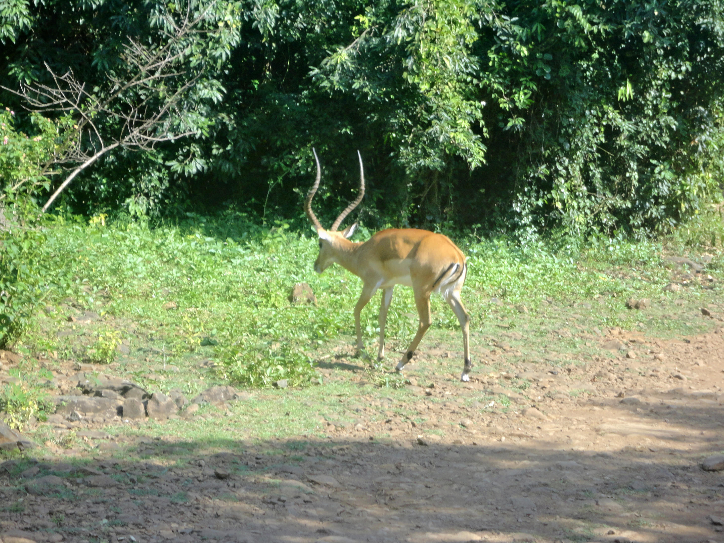 Kisumu Impala Sanctuary Overview
