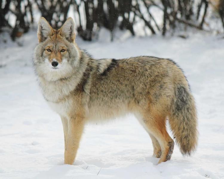 Yamnuska Wolfdog Sanctuary Tickets Image