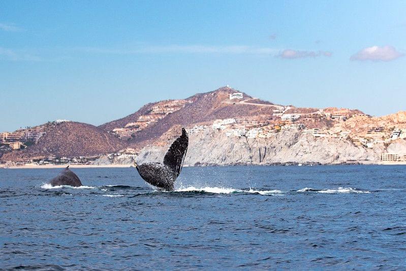 Things to Do in Cabo San Lucas 