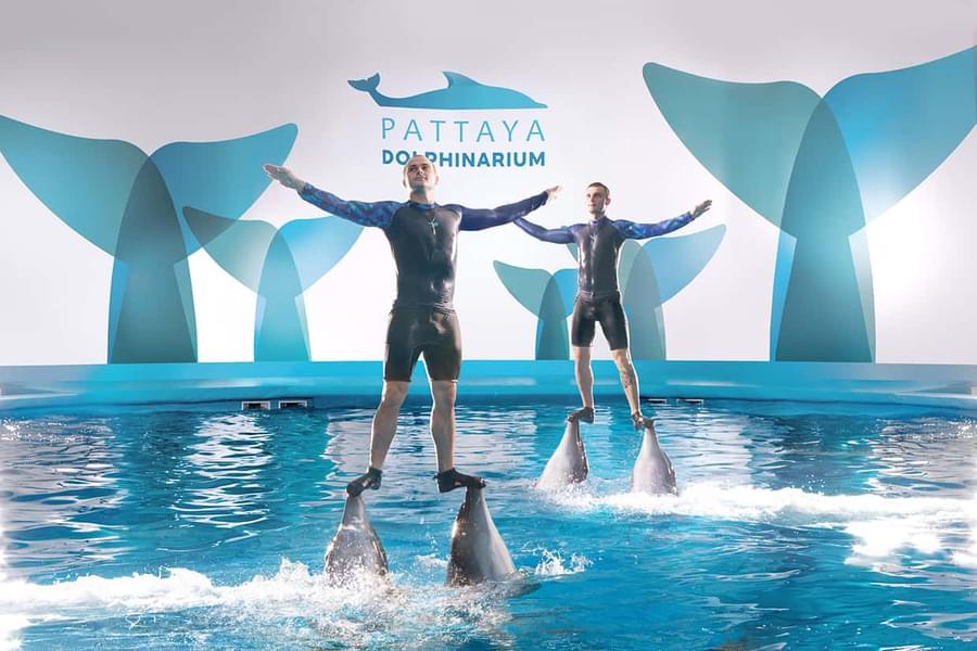 Pattaya Dolphinarium Tickets Image
