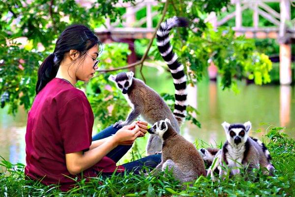 Lemur Land  in Khao Kheow Open Zoo