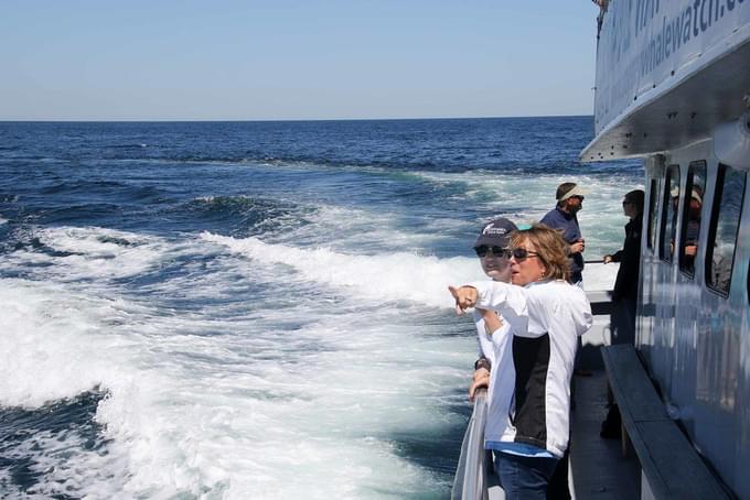 Cruise in Maui Hawaii Whale Watching Tour