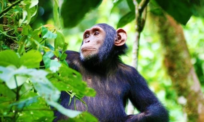 Kibale Forest National Park.jpg