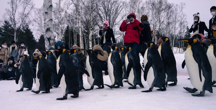 people with penguin in Asahiyama Zoo