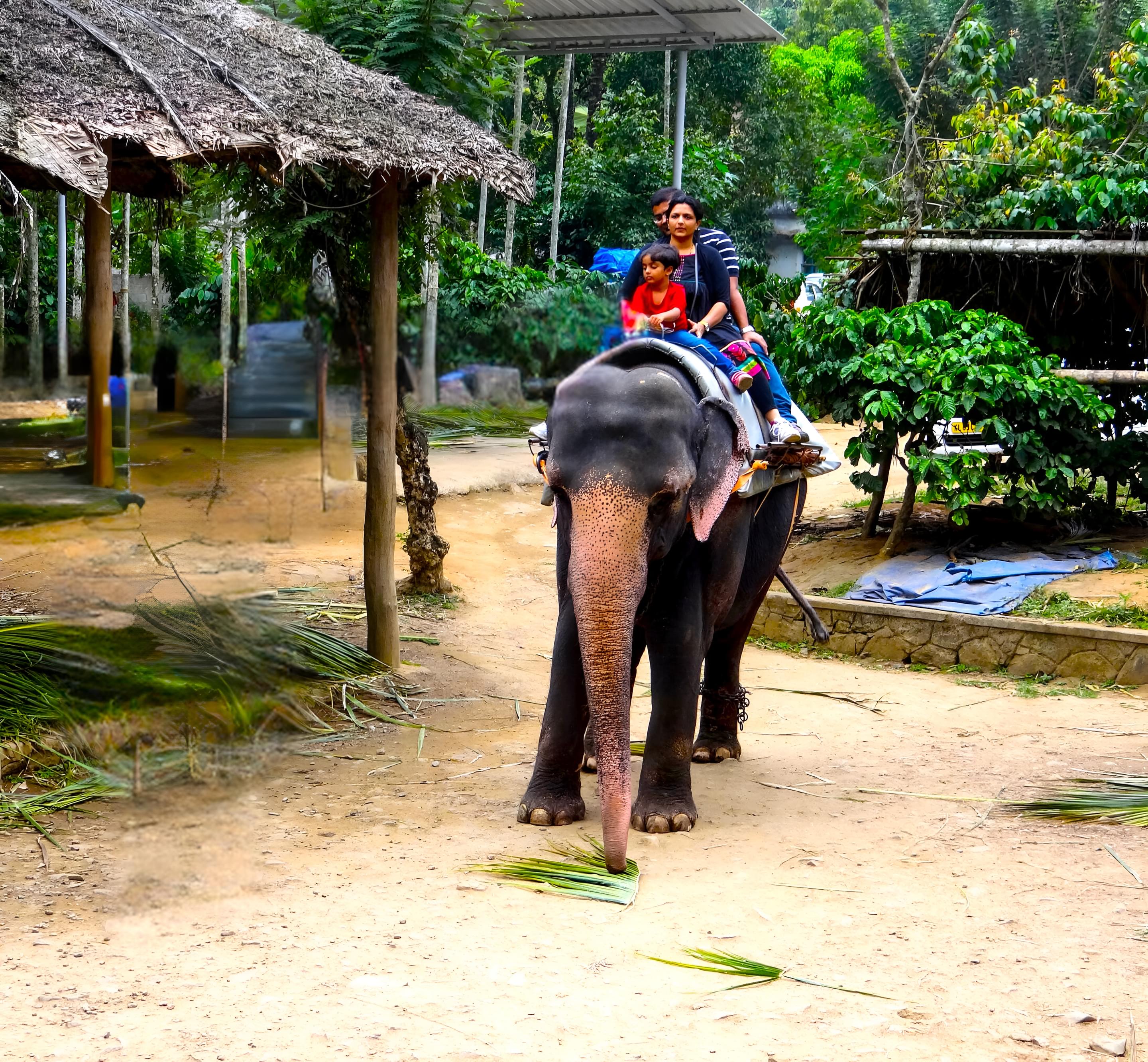 Elephant Junction  Overview