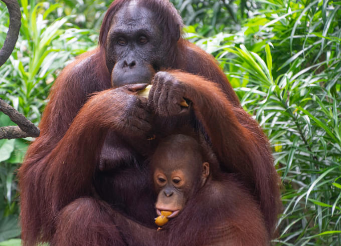 Chimpanzee at Singapore Zoo