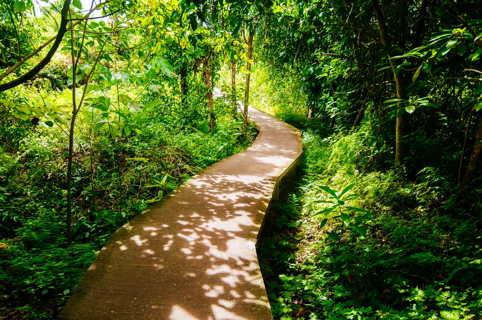 Walk along a forest trail