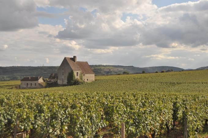 Burgundy Vineyards