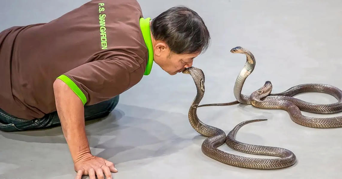 A professional playing with the snakes