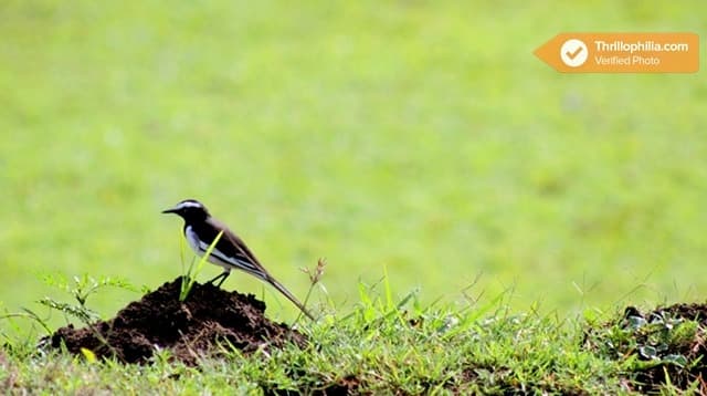 Trekking In Masinagudi Image