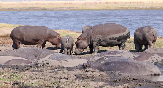 Hippo Pool Village in Werribee Zoo