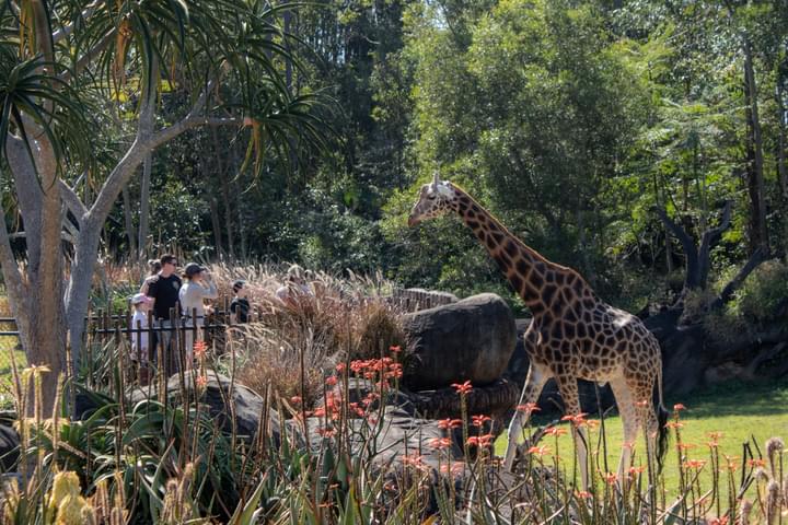 Giraffe in Australia zoo