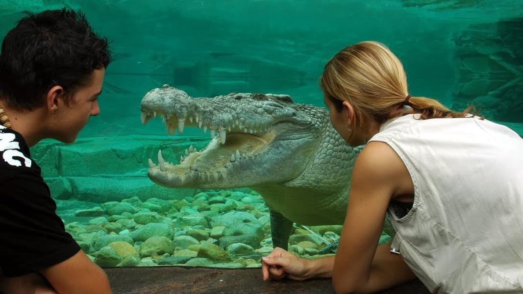 Witness Goliath, a four-metre-long saltwater crocodile