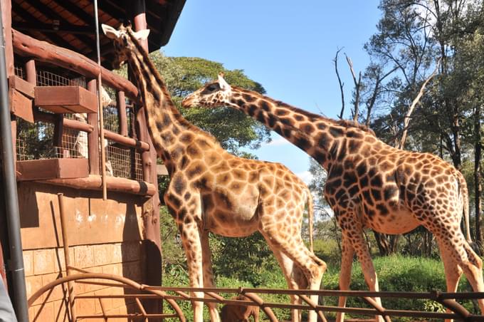 Nairobi national park