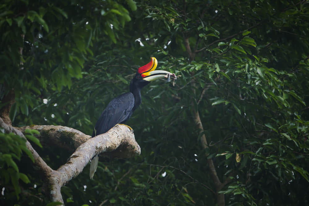 Khao Sok National Park , <em>Surat Thani</em>