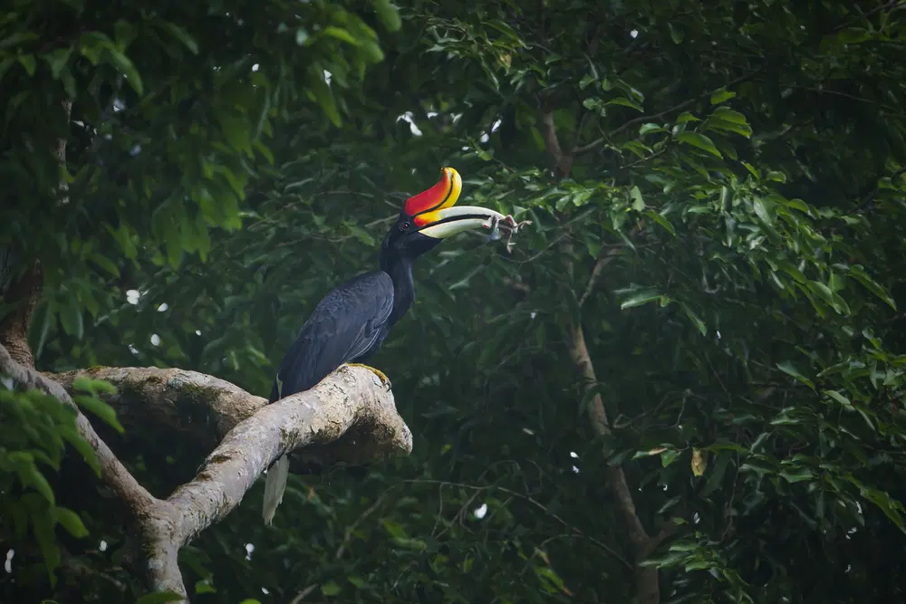 Khao Sok National Park 