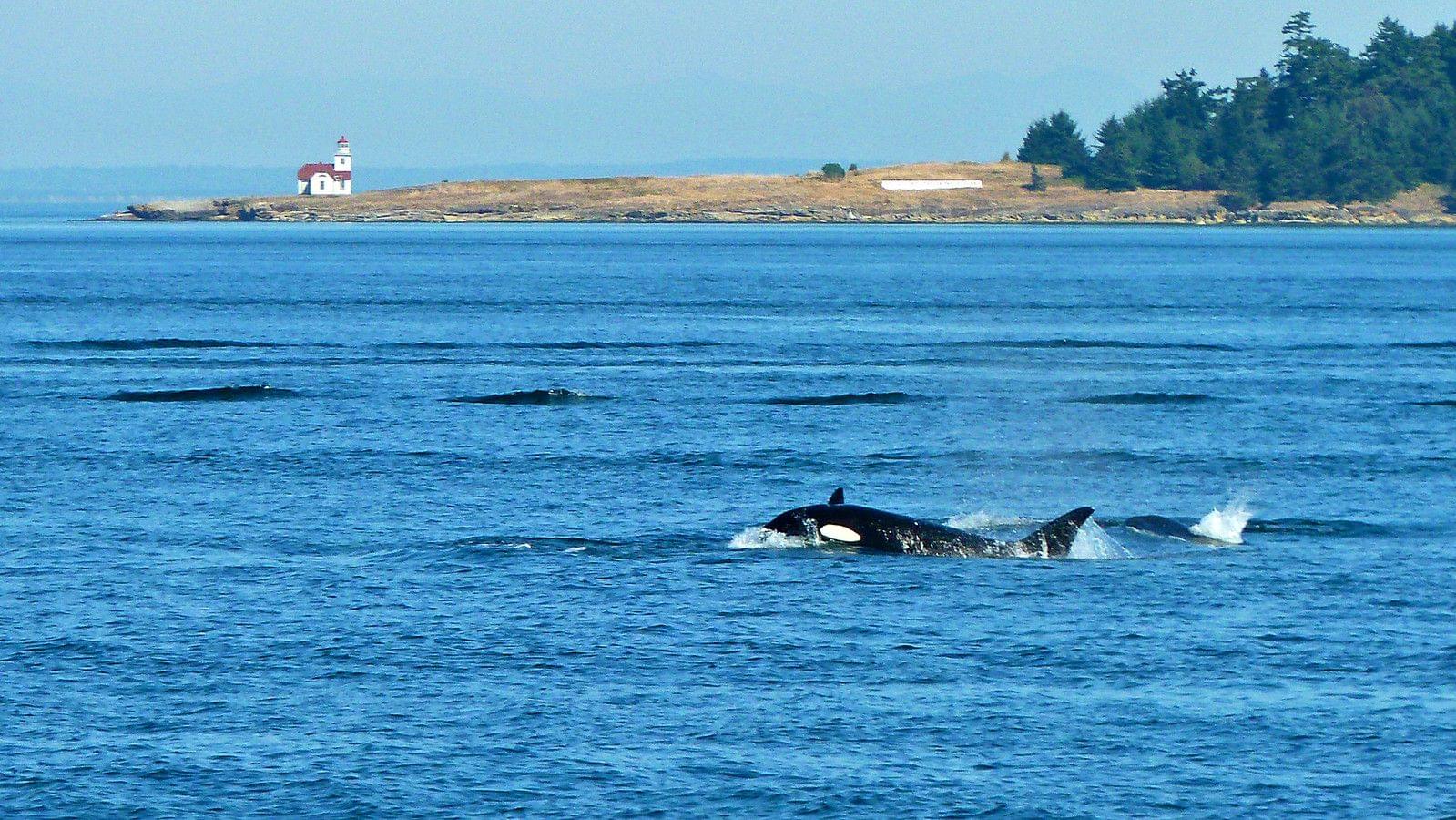 San Juan Island Washington