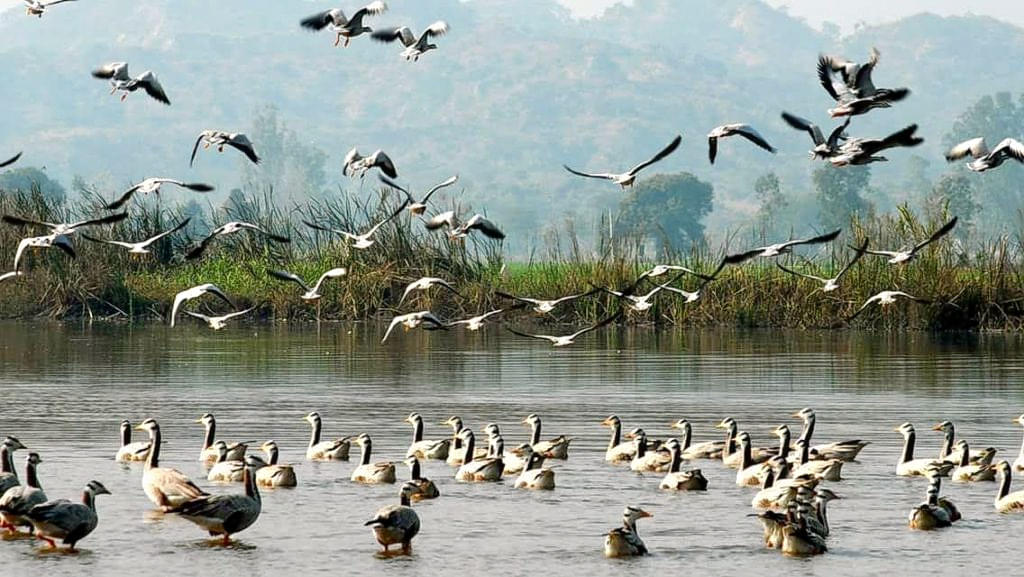 Harike Wetland And Bird Sanctuary Overview