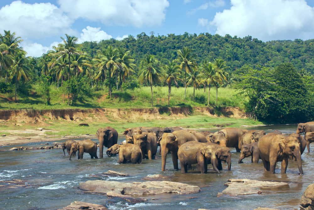 Wildlife sanctuaries in Wayanad