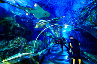 Explore one of the largest underwater aquariums in Southeast Asia