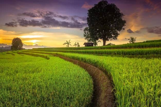 Explore The Verdant Rice Terraces And Fields