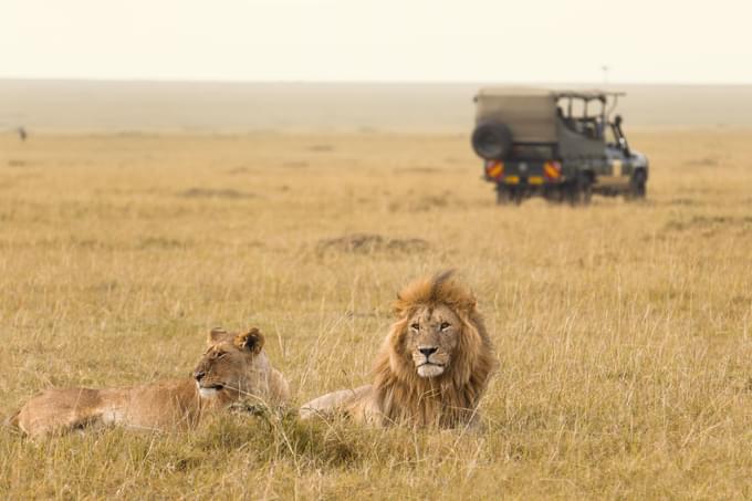 Lion Safari Africa.jpeg