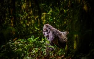 14-Day African Safari Odyssey | Gorilla Trekking & Big 5 Game Drives