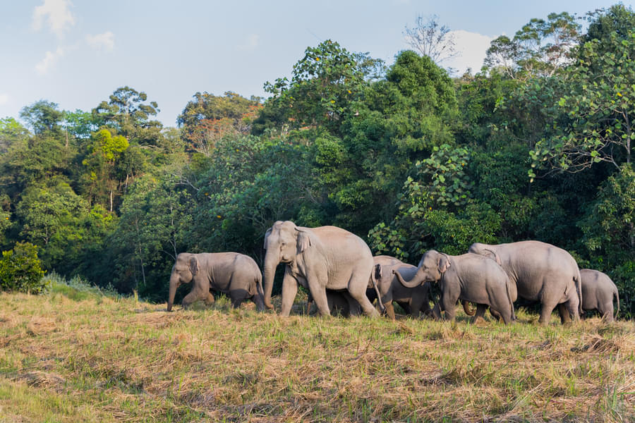 If you're lucky get a chance to witness elephants
