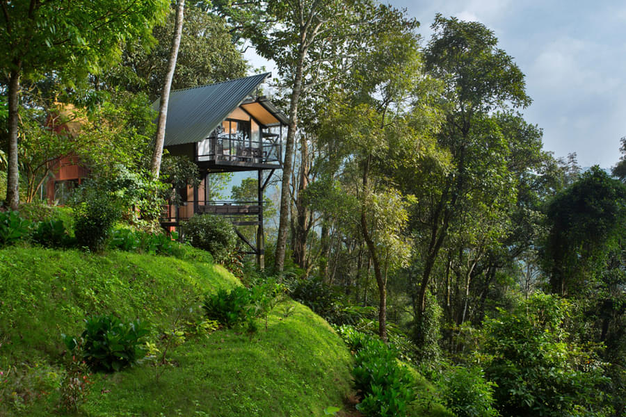 A Peaceful Escape in the Lush Greens of Munnar Image
