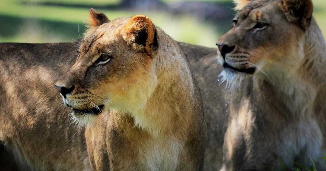 See a variety of wildlife including Lions and Tigers