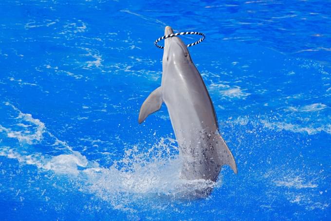 Dolphins Bay Phuket Tickets