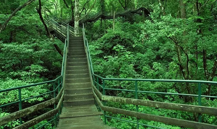 Murikkady