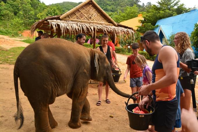 Phuket Elephant Jungle Sanctuary