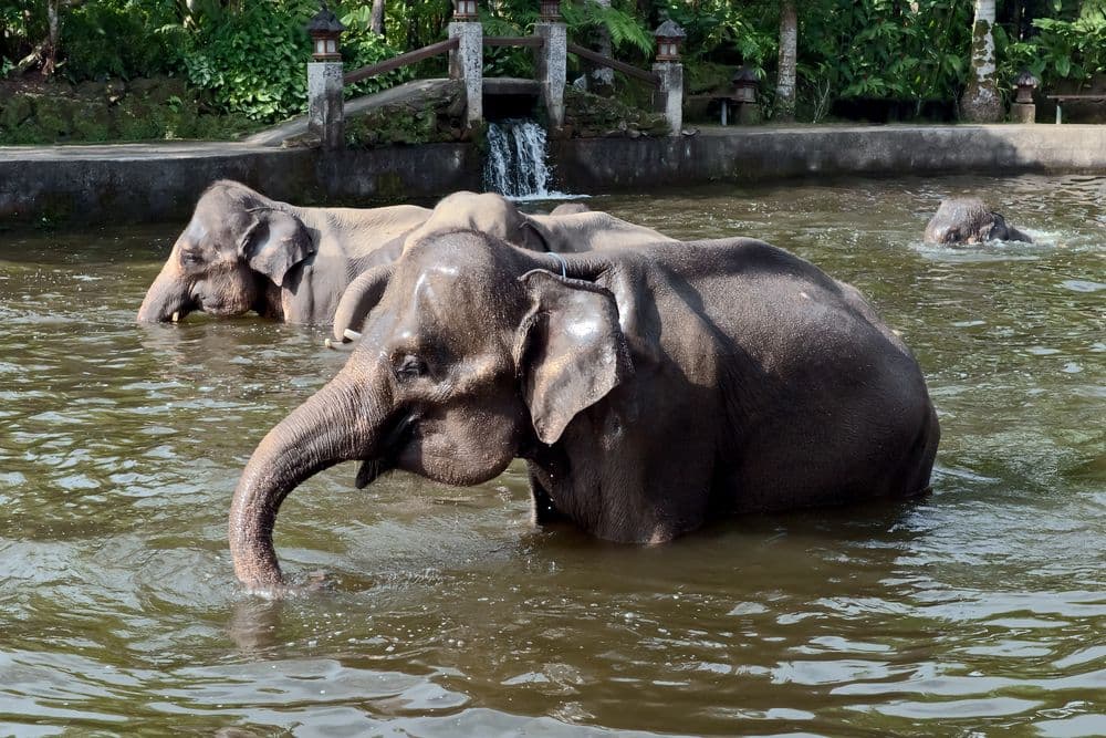 Elephants taking a mud bath at Bali Zoo elephant sanctuary