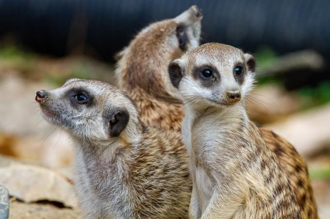 Meerkat in Perth Zoo