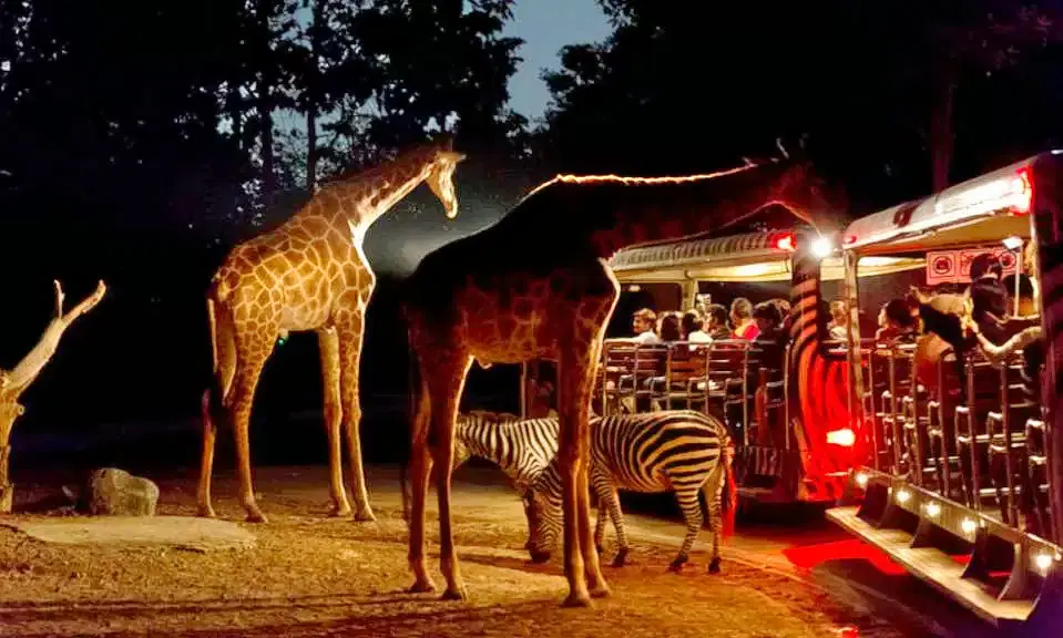 Chiang Mai Night Safari